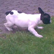 Fransk bulldog Koda <3 R.I.P :( Kig her!