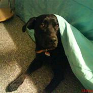 Labrador retriever Nico (R.I.P)