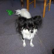 Papillon Molly