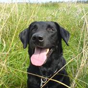 Labrador retriever Baloo
