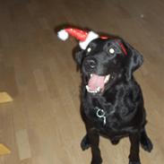 Labrador retriever Baloo