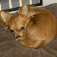 Chihuahua Birkedals Bitten