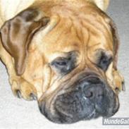 Bullmastiff ~Småting~ I Himmlen <'3