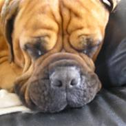 Bullmastiff ~Småting~ I Himmlen <'3