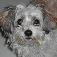 Blanding af racer Djenna