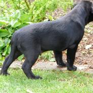Labrador retriever schubert