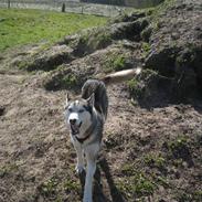 Siberian husky Sjanto