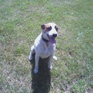 Dansk svensk gaardhund Bobbi