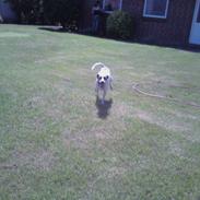 Dansk svensk gaardhund Bobbi