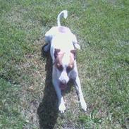 Dansk svensk gaardhund Bobbi