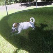 Dansk svensk gaardhund Bobbi