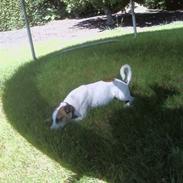 Dansk svensk gaardhund Bobbi