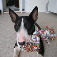 Bullterrier nikki