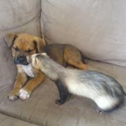 Amerikansk staffordshire terrier Cayli