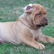 Dogue de bordeaux Flemming