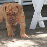 Dogue de bordeaux Flemming