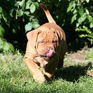 Dogue de bordeaux Flemming