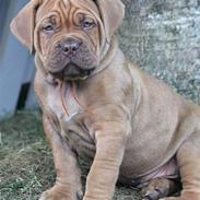 Dogue de bordeaux Flemming