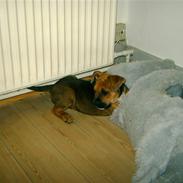 Amerikansk staffordshire terrier Cayli