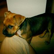 Amerikansk staffordshire terrier Cayli