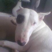 Bullterrier chili *død* <3 R.I.P<3