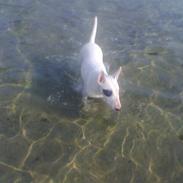 Bullterrier chili *død* <3 R.I.P<3