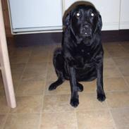 Labrador retriever Naia