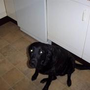 Labrador retriever Naia