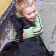 Labrador retriever Naia