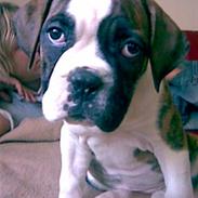 Olde english bulldogge molly