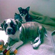 Olde english bulldogge molly