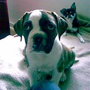 Olde english bulldogge molly