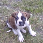 Olde english bulldogge molly