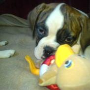 Olde english bulldogge molly