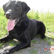 Labrador retriever Dux