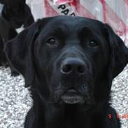 Labrador retriever Dux