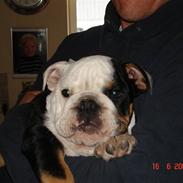 Engelsk bulldog buster