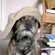 Border terrier Figo