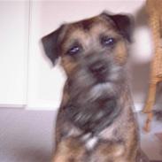 Border terrier Figo