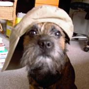 Border terrier Figo