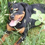 Rottweiler Laica *EFTERLYST*