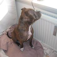 Staffordshire bull terrier Enodden's Loke