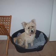 Cairn terrier Luna