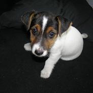 Jack russell terrier Frygtløs