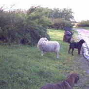 Blanding af racer freja