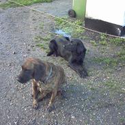 Blanding af racer freja