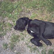 Blanding af racer freja