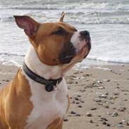 Amerikansk staffordshire terrier Spencer R.I.P