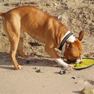 Amerikansk staffordshire terrier Spencer R.I.P