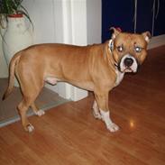 Amerikansk staffordshire terrier Spencer R.I.P